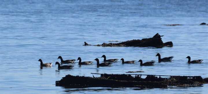 A battement d’ailes : les oiseaux hivernants de la baie de Quiberon