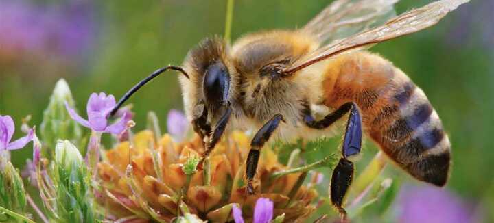 L'apithérapie pour nos animaux de compagnie